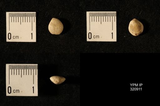 Dielasma elongatum