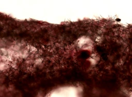 Haliclona (Gellius)