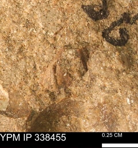 undet. Mollusca