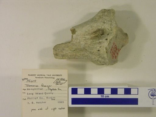 Teleoceras fossiger
