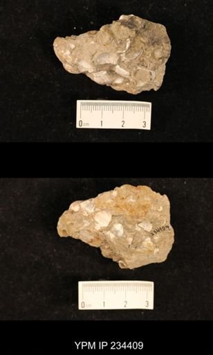 Marginifera splendens