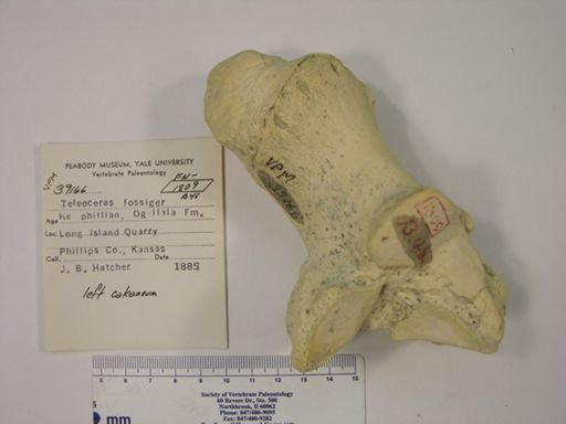 Teleoceras fossiger
