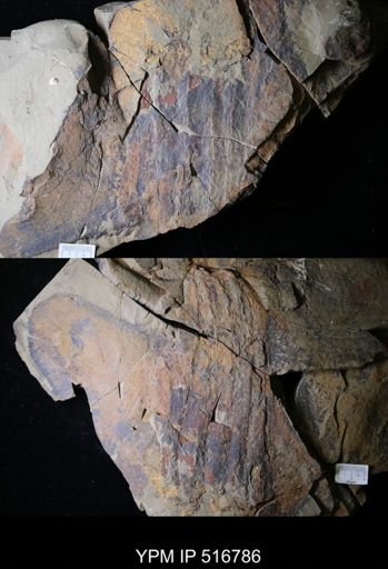 undet. Hurdiidae