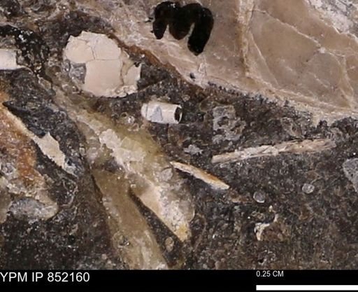 undet. Scaphopoda