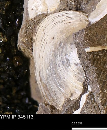 Limopsis striatopunctatus