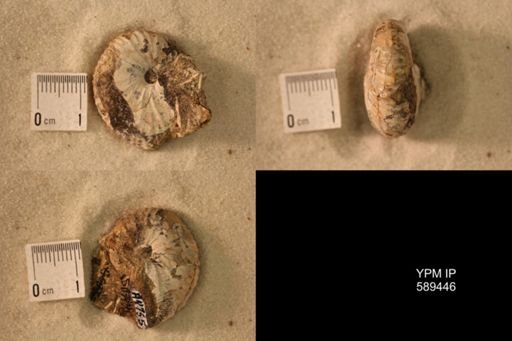 undet. Scaphitidae