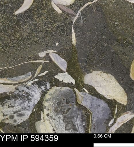 Protocardia sp.