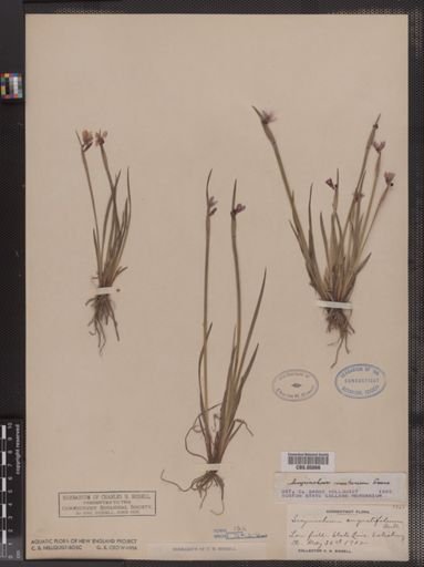 Sisyrinchium montanum