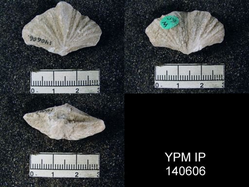Spirifer (Neospirifer) musakheylensis