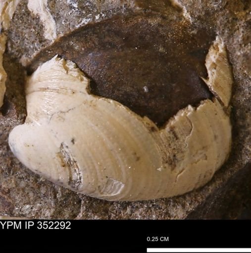 Limopsis striatopunctatus