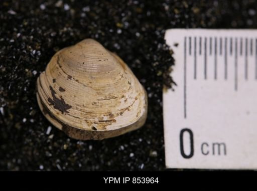 Limopsis striatopunctatus