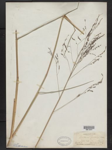 Tridens flavus