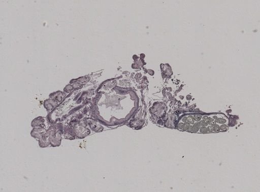 Crepidula plana
