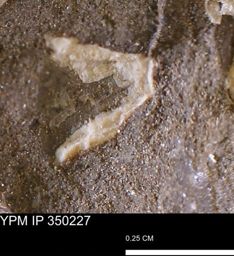 undet. Mollusca