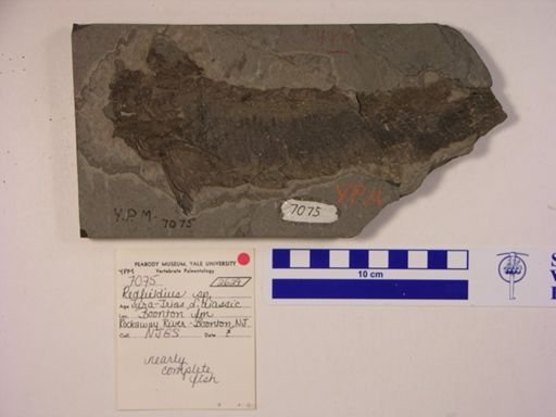 Redfieldia gracilis