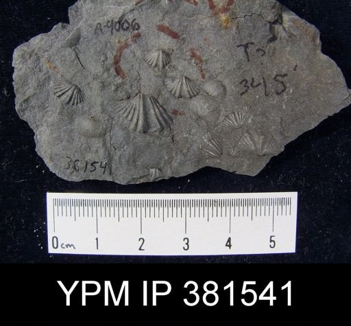 Tylothyris sp.