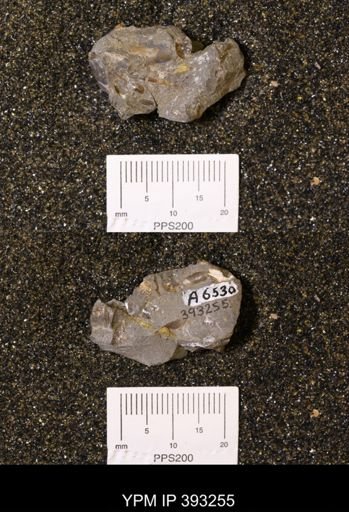 Baculites sp.