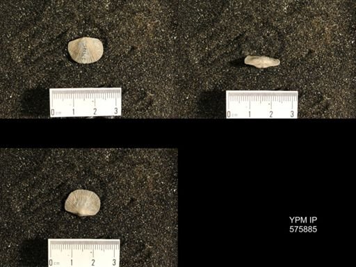 Dinorthis subquadrata