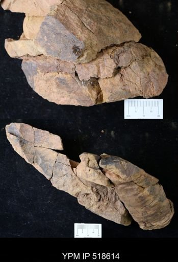 undet. Nautiloidea