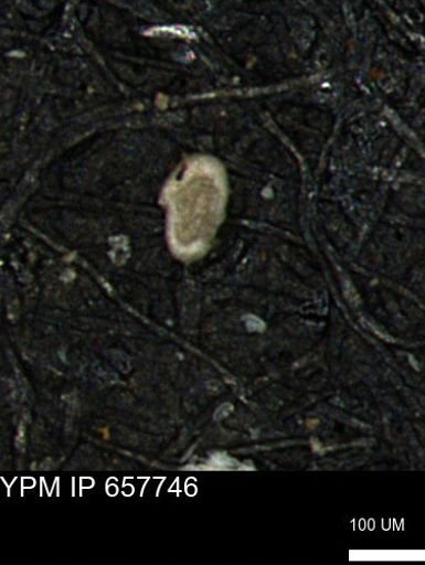 Spirolocammina subcircularis