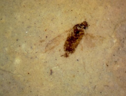 Diptera?