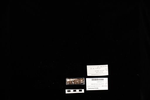 Oplurus fierinensis