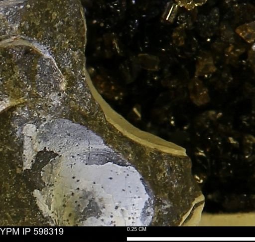 Limopsis striatopunctatus