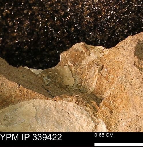 undet. Mollusca