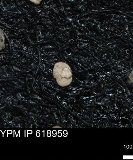 undet. Foraminiferida
