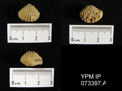 Camarotoechia cedarensis