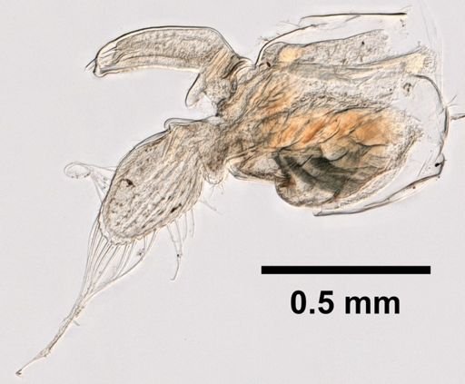 Caecidotea racovitzai