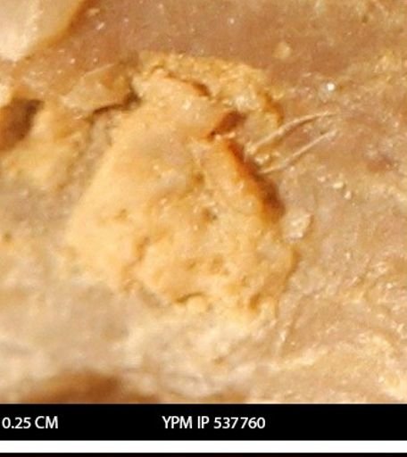 undet. Serpulidae