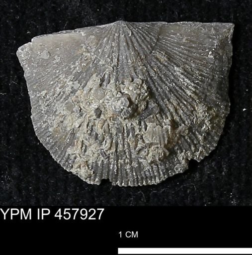 Strophodonta sp.