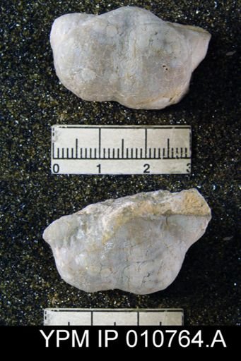 Productus schucherti