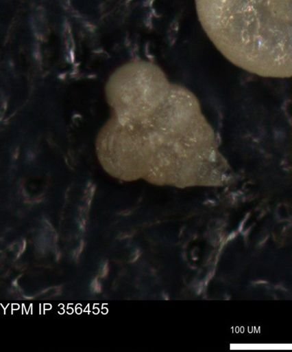 undet. Foraminiferida