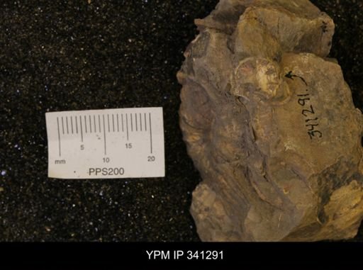 Scaphites sp.