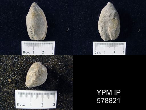 Rensselaeria ovoides