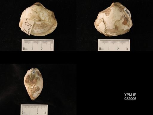 Mactra warreniana