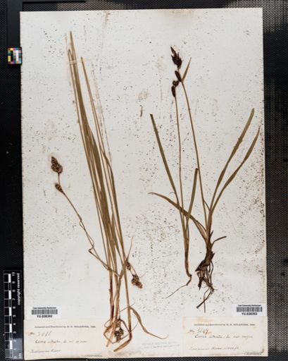Carex
