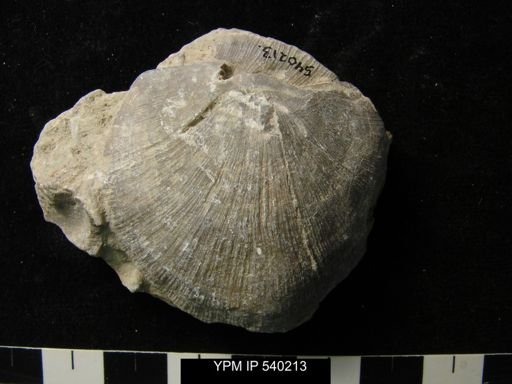 undet. Strophomenoidea