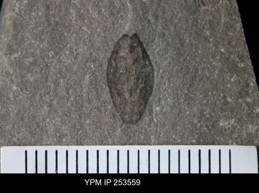 undet. Eurypterida