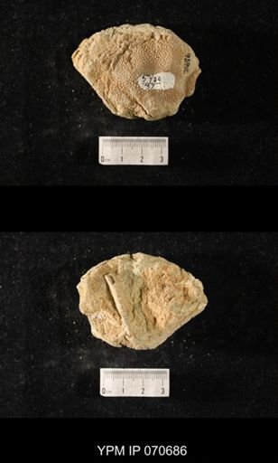 Favosites? louisvillensis