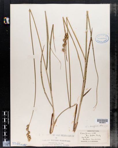 Carex foenea