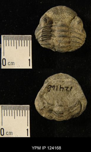 Phacops rana