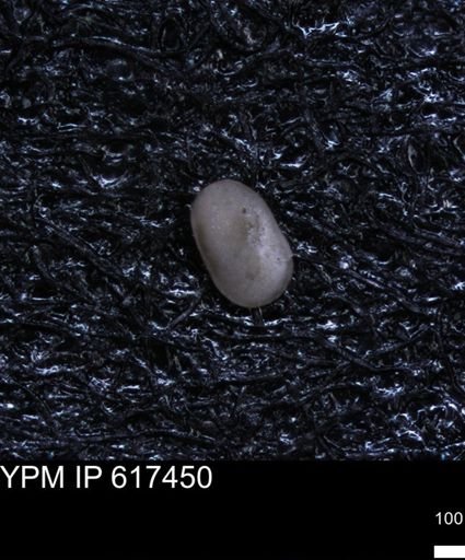 undet. Ostracoda