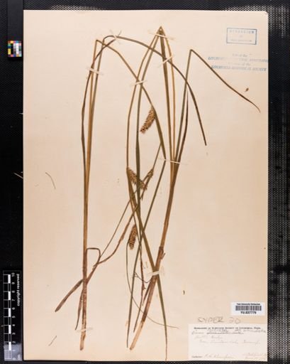 Carex rostrata