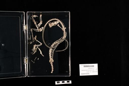 Varanus prasinus