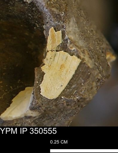 undet. Bivalvia