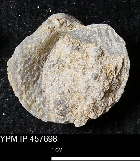 Helaspis sp.