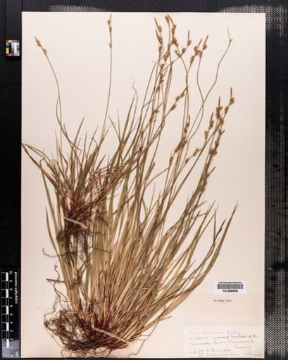 Carex communis